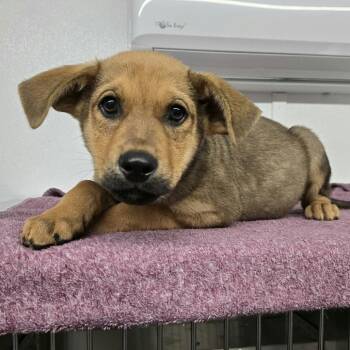 German Shepherd Dog and Black Mouth Cur Dogs Available for Adoption in Wilmington, Delaware - Dutton | PetCurious