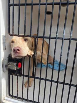 Nikki -  Mixed Breed Dog for Adoption in Mobile, Alabama - Nikki | PetCurious