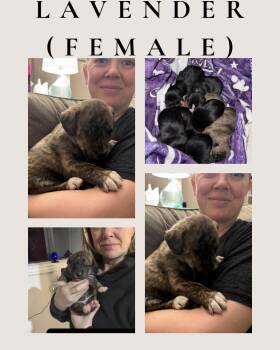 Border Collie Dogs Available for Adoption - Lavender (available 3/21/26) | PetCurious