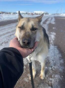 Ashley -  Shepherd and Husky Dog for Adoption in Yellowknife, Northwest Territories - Ashley | PetCurious