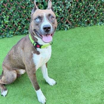 Foxtrot -  Mixed Breed and Siberian Husky Dog for Adoption in West Palm Beach, Florida - Foxtrot | PetCurious