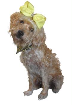 Isabelle -  Wirehaired Terrier Dog for Adoption in Springfield, Ohio - Isabelle | PetCurious