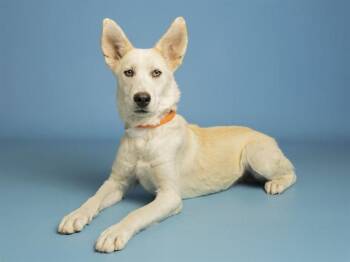 Siberian Husky Dogs Available for Adoption in Phoenix, Arizona - ALPACA | PetCurious