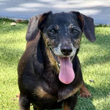 Betty -  Dachshund Dog for Adoption in Hondo, Texas - Betty | PetCurious