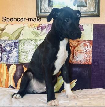 Spencer Lonestar -  Labrador Retriever Dog for Adoption in Rockaway, New Jersey - Spencer Lonestar | PetCurious