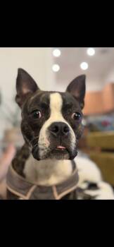 Rescue Boston Terrier and Terrier Dogs for Adoption in New Orleans, Louisiana - Tad (Courtesy Post) | PetCurious