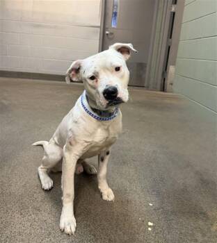 Mixed Breed Dogs Available for Adoption in Jacksonville, Florida - DUECE | PetCurious