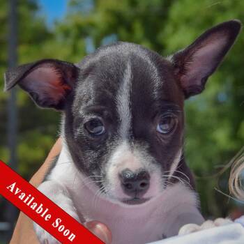 Betsy Ross -  Rat Terrier and Jack Russell Terrier Dog for Adoption in Huntley, Illinois - Betsy Ross | PetCurious