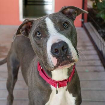 Rescue Pit Bull Terrier Dogs for Adoption in Bradenton, Florida - Loki | PetCurious