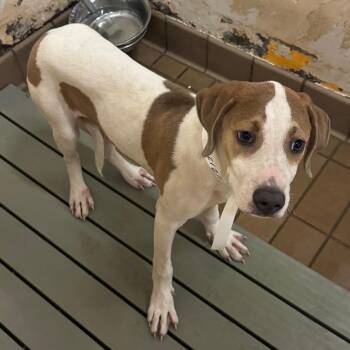 Hound Dogs Available for Adoption - Arty | PetCurious