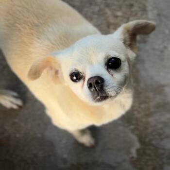 Tortilla -  Chihuahua Dog for Adoption in Saint Charles, Missouri - Tortilla | PetCurious