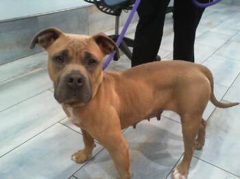Pit Bull Terrier Dogs Available for Adoption in Charlotte, North Carolina - GOOSE | PetCurious