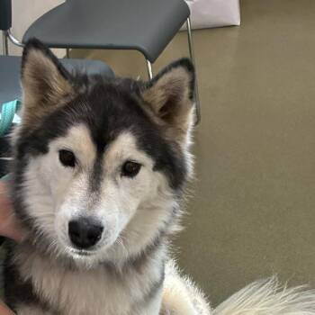 Ash -  Siberian Husky Dog for Adoption in Harrisonburg, Virginia - Ash | PetCurious
