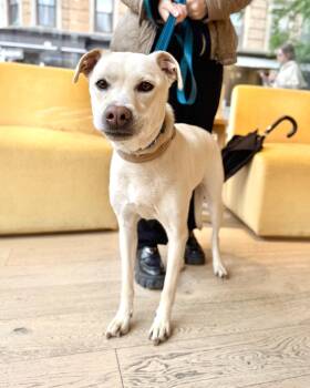 Labrador Retriever Dogs Available for Adoption in New York, New York - Great Blue | PetCurious