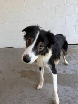 Oreo Cookie -  Border Collie and Mixed Breed Dog for Adoption in Harbor Springs, Michigan - Oreo Cookie | PetCurious