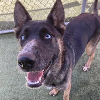 Missy -  Husky and Mixed Breed Dog for Adoption in Long Beach, California - Missy | PetCurious