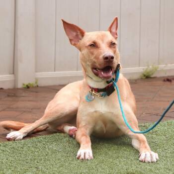 TX1751 HoneyBun -  Mixed Breed Dog for Adoption in Port Washington, New York - TX1751 HoneyBun | PetCurious