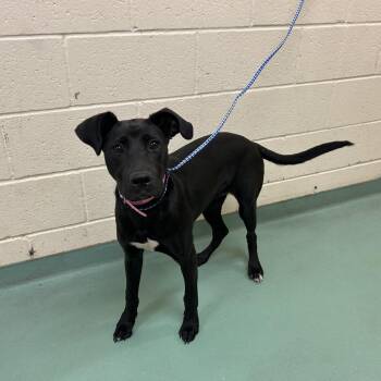 Rainey -  Mixed Breed Dog for Adoption in Memphis, Tennessee - Rainey | PetCurious