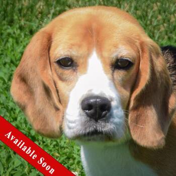 Beagle Dogs Available for Adoption in Huntley, Illinois - Tiny | PetCurious