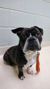 English Bulldog Dogs Available for Adoption - Ghost | PetCurious