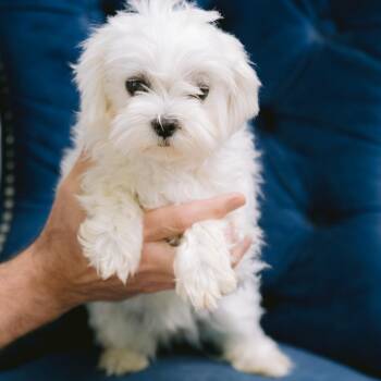 Maltese Dogs Available for Adoption in Zionsville, Indiana - Shelby | PetCurious