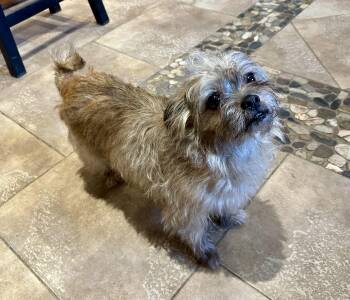 Shih Tzu and Yorkshire Terrier Dogs Available for Adoption in Northwood, Ohio - YOU ARE KIDDING ME | PetCurious