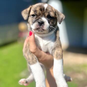Hannah Wells -  Boston Terrier and Mixed Breed Dog for Adoption in Campton Hills, Illinois - Hannah Wells | PetCurious