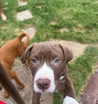 Rocky -  Pit Bull Terrier Dog for Adoption in New London, Wisconsin - Rocky | PetCurious