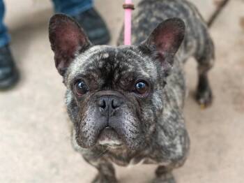 VITO -  French Bulldog Dog for Adoption in Martinez, California - VITO | PetCurious