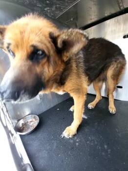 German Shepherd Dog Dogs Available for Adoption - LORETTA | PetCurious