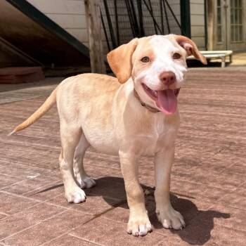 Judith -  Labrador Retriever Dog for Adoption in Spring, Texas - Judith | PetCurious