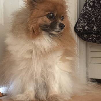 Ms. Sweetie Coco -  Pomeranian Dog for Adoption in Ridgefield, Washington - Ms. Sweetie Coco | PetCurious