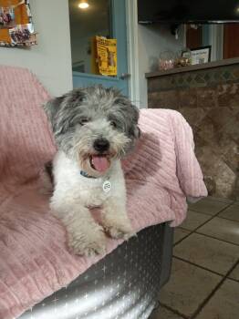 Starburst -  Miniature Poodle Dog for Adoption in Phoenix, Arizona - Starburst | PetCurious