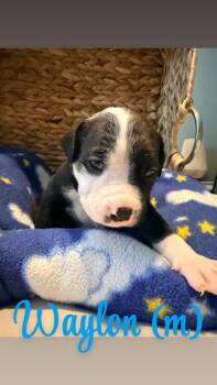 Waylon - Hope -  American Bulldog Dog for Adoption in Lakeland, Florida - Waylon - Hope | PetCurious