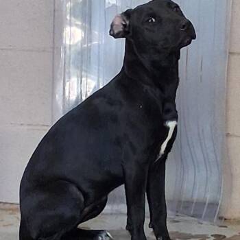 Del Rae -  Mixed Breed Dog for Adoption in Valley, Alabama - Del Rae | PetCurious