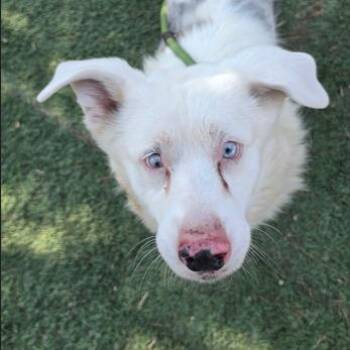 Milo -  Cardigan Welsh Corgi and Mixed Breed Dog for Adoption in Fort Collins, Colorado - Milo | PetCurious