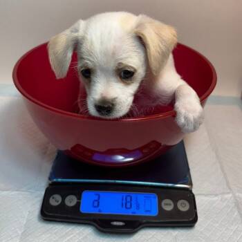 Rescue Terrier Dogs for Adoption in Allen, Texas - Boo Berry B1101 | PetCurious