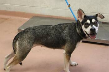 TULLY -  Mixed Breed Dog for Adoption in Columbia, South Carolina - TULLY | PetCurious