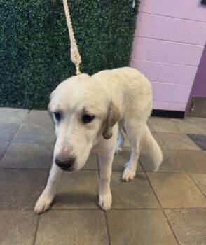 61687509 -  Mixed Breed Dog for Adoption in El Paso, Texas - 61687509 | PetCurious