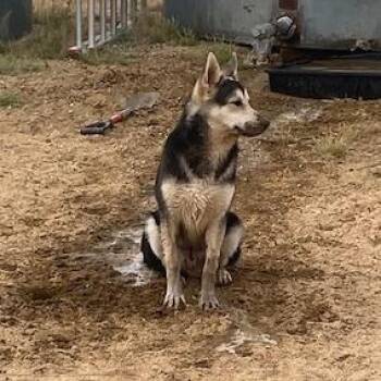 Jerry -  Husky Dog for Adoption in Yucca Valley, California - Jerry | PetCurious