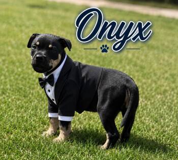 Onyx -  Pit Bull Terrier Dog for Adoption in Mansfield, Texas - Onyx | PetCurious