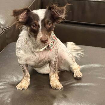 Slinky -*Available 9/19*Chino Hills Location -  Dachshund and Mixed Breed Dog for Adoption in Chino Hills, California - Slinky -*Available 9/19*Chino Hills Location | PetCurious