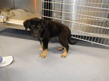 German Shepherd Dog Dogs Available for Adoption in San Jose, California - A1406820 | PetCurious