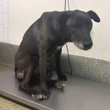 IVHS-Stray-141813 -  Black Labrador Retriever Dog for Adoption in San Gabriel, California - IVHS-Stray-141813 | PetCurious