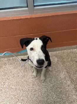 SODA POP -  Australian Cattle Dog Blue Heeler and Mixed Breed Dog for Adoption in Colorado Springs, Colorado - SODA POP | PetCurious