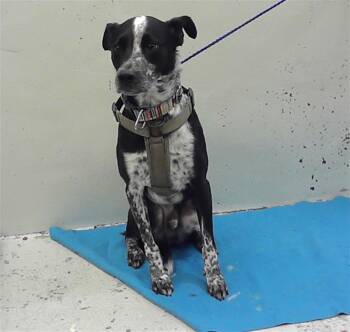 Labrador Retriever and Mixed Breed Dogs Available for Adoption in Houston, Texas - TIBURON | PetCurious