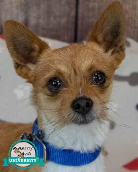 Calvin -  Chihuahua Dog for Adoption in Kennesaw, Georgia - Calvin | PetCurious