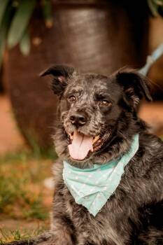 Bear (Jason Granville) -  Australian Shepherd and Catahoula Leopard Dog Dog for Adoption in Rockaway, New Jersey - Bear (Jason Granville) | PetCurious