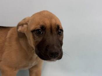 Biscotti -  Shepherd and Mixed Breed Dog for Adoption in Golden Valley, Minnesota - Biscotti | PetCurious