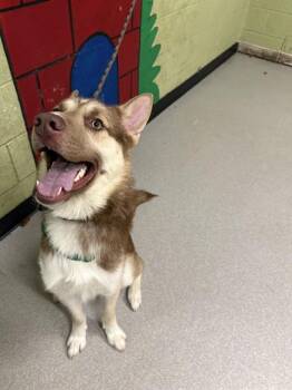 German Shepherd Dog and Siberian Husky Dogs Available for Adoption - CHIIKO | PetCurious